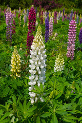 colorful lupine flowers