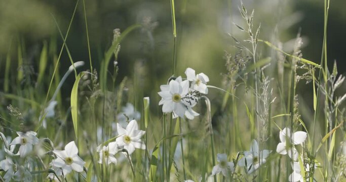 White Flower Daffodil Slow Motion Image