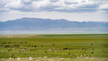 Fototapeta premium cattle graze in the pasture at the foot of the mountains