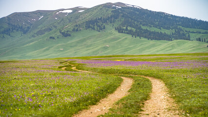 mountain road. the road through the beautiful green hills in the mountains