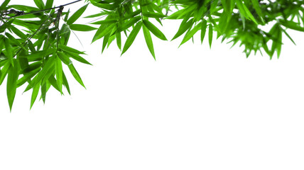 Green bamboo tree top leaves isolated with copy space and with clipping paths on white background                             