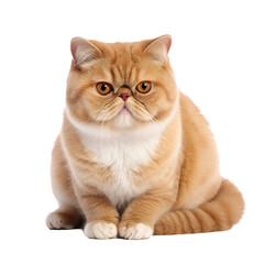 exotic cat isolated