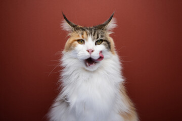 calico white maine coon cat licking open mouth. hungry cat waiting for food folding back ears. studio shot on red background with copy space - obrazy, fototapety, plakaty