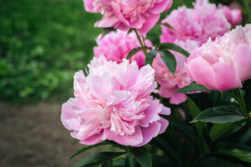 Close-up of a bush with blooming pink peonies flowers among the leaves.