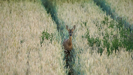 Reh im Feld.