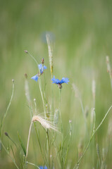 Kwiaty na łące, polne kwiatki, lato © Freshfanpage