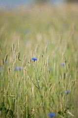 Kwiaty na łące, polne kwiatki, lato © Freshfanpage