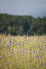 Kwiaty na łące, polne kwiatki, lato © Freshfanpage