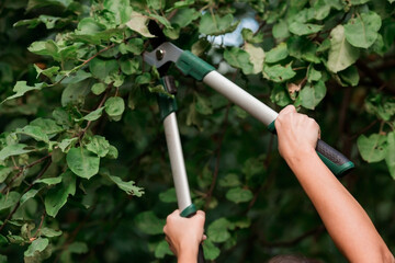 The gardener's hands are cut off with special pruning shears, fruit trees in the garden. Plant...
