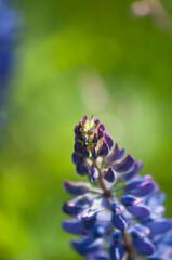 Kwiaty na łące, polne kwiatki, lato © Freshfanpage