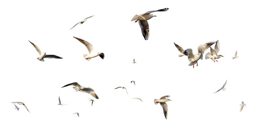 seagulls - flock of seagull bird isolated on clear background - Powered by Adobe