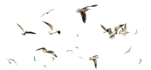 seagulls - flock of seagull bird isolated on clear background