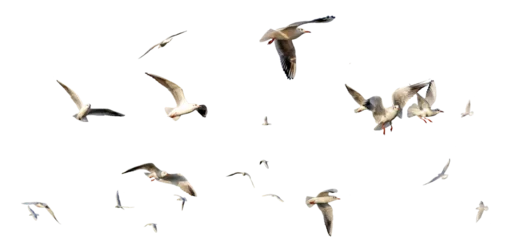  seagulls - flock of seagull bird isolated on clear background © Birol Dincer 