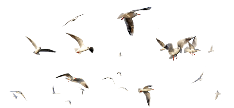 seagulls - flock of seagull bird isolated on clear background