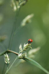 Biedronka, czerwona biedronka, zdjęcie makro biedronki