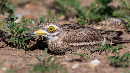 Eurasian Stone-curlew bird in nature