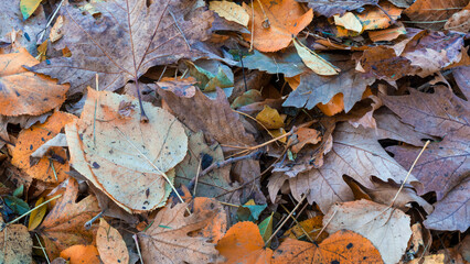 Autumn leaves background. Selective focus included