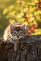 Fototapeta premium Photo of a small kitten near a red currant bush.