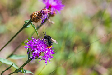 Foraging Red-shanked bumblebee on a brown ray knapweed wildflower