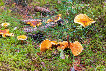 False chanterelle lying in on the ground in a forest
