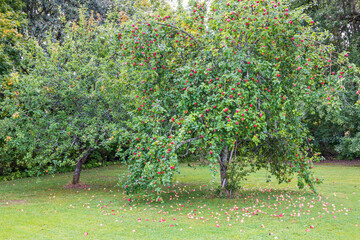 Apple tree with red apples in a garden