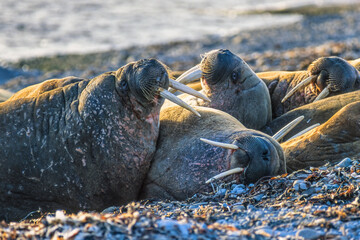 Group of Walruses on a beach