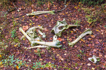 Fototapeta na wymiar Skeleton remains of a moose on the forest floor