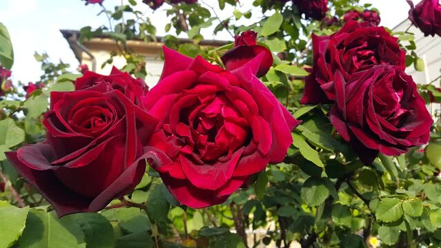 Branch of beautiful bright roses, closeup

