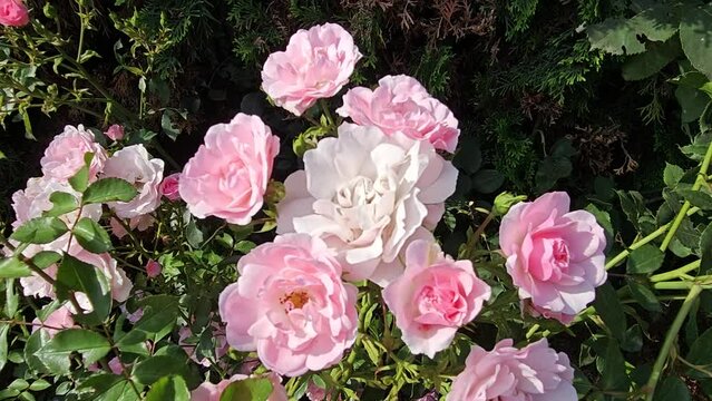 Blooming rose bush with many beautiful pink flowers
