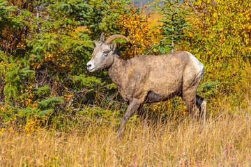 Obraz premium Bighorn sheep (Ovis canadensis): close up of ewe walking in the undergrowth