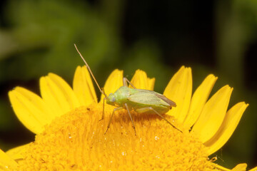 two spotted grass bug sits on a yellow flower