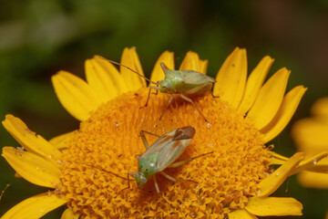 two spotted grass bug sits on a yellow flower