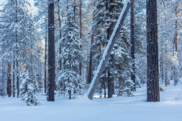 Winter in Finland; snow covered boreal forest in Oulanka National Park