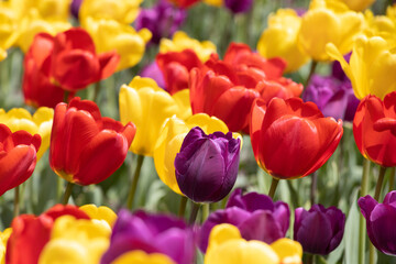 Colorful tulips purple red yellow