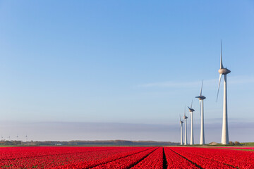 Red tulip fields and wind turbines in the Flevoland