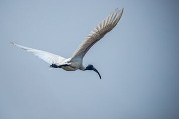 A Black headed Ibis going away