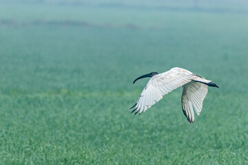 A black headed ibis in flight with wings down
