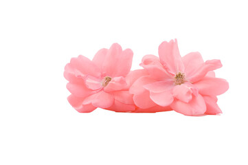immagine primo piano con delicati fiori di rosa selvatica di colore rosa su sfondo trasparente
