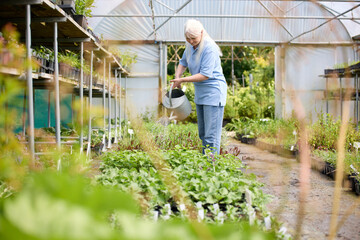 Retired Senior Woman Working Part Time Job In Garden Centre Watering Plants In Greenhouse Or...