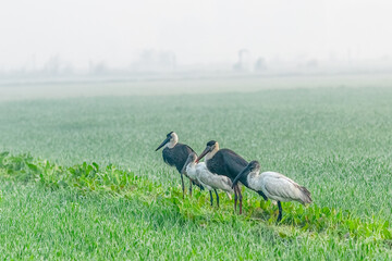 Obraz na płótnie Canvas A pair of woolly neck stork and black headed Ibis