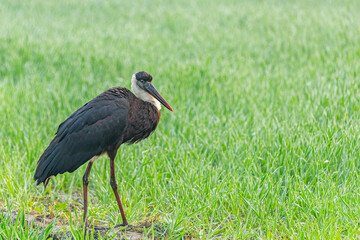 A Woolly neck stork resting