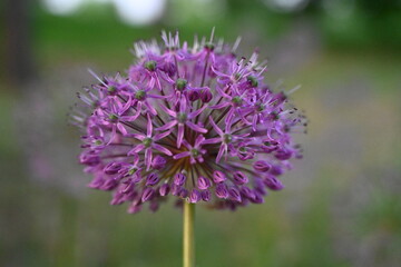 Close up of the purple flower (Allium) 