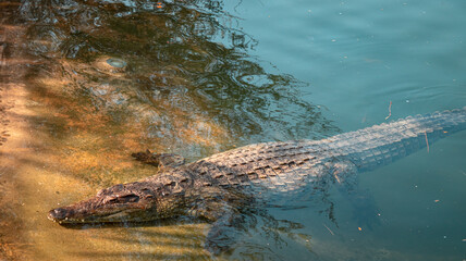 Dubai crocodile park