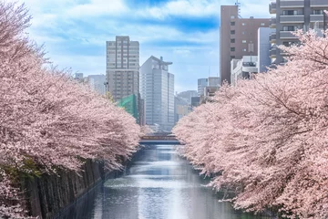 Foto op Canvas 目黒川の満開の桜 © taka