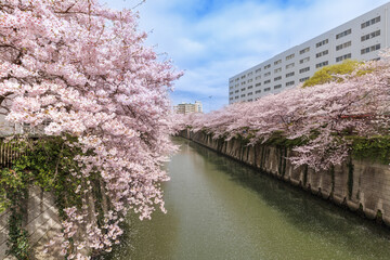 Obraz na płótnie Canvas 目黒川の満開の桜