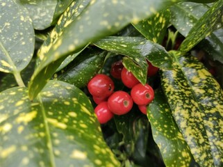 Aucuba japonica 'Crotonifolia'