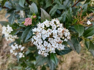 Viburnum tinus