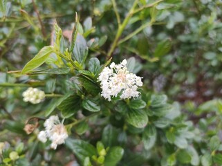 Ceanothus thyrsiflorus 'Snow Flurry'