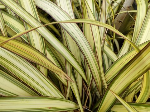 Phormium tenax 'Yellow Wave'