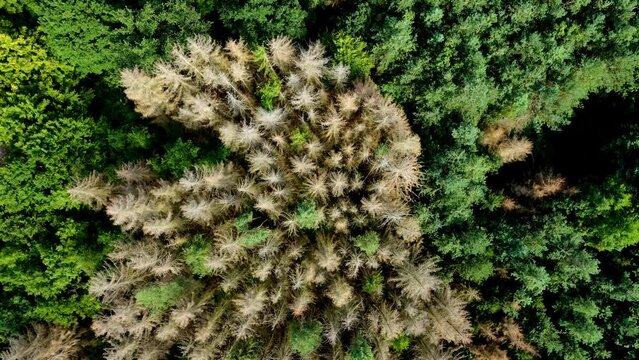 Aerial view footage of German forest with dead trees damaged by drought and insect infestation